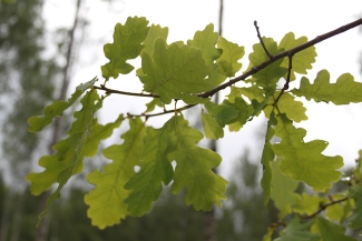 oak