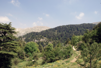 Mediterranean forest in Lebanon. Photo. EFIMED.