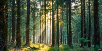 Silent Forest in spring with beautiful bright sun rays