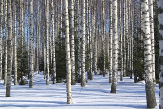 Winter forest in Finland