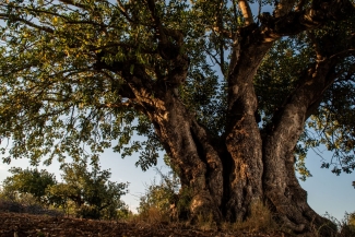 Carob tree, photo by Centre for Forestry Research and Experimentation (CIEF)