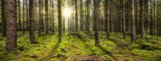  panoramic forest with the morning sun shining through the tree