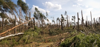 Photo of storm damage in a forest in Poland.