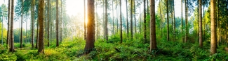 Beautiful sunrise in autumn forest