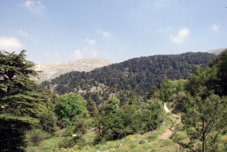 forest in lebanon