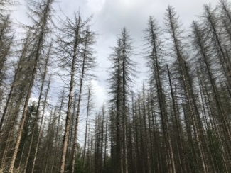 Forest impressions