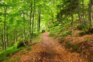 forest in France