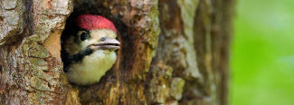 Bird in tree