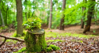 tree stump