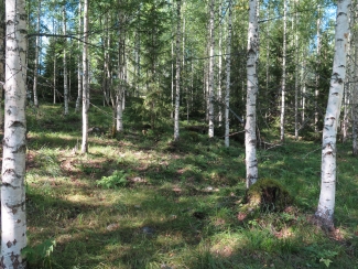 Mixed birch forest grazed by sheep 2018 Vaahermaki