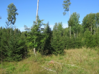 Young spruce stand grazed by sheep, 2018 Vaahermaki