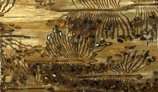 Galleries of the spruce bark beetle Ips typographus with larvae. Photo: Roman Modlinger. Galleries of the spruce bark beetle Ips typographus with larvae. Photo: Roman Modlinger.