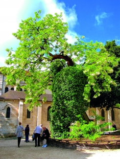 Introduced tree species Introduced tree species