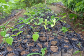Photo of cocoa seedlings by Adeline Dontenville, EU REDD Facility
