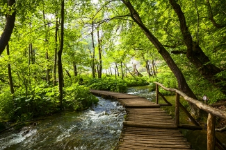 forest path