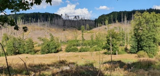 German demo area needs to be restored after bark beetle damage