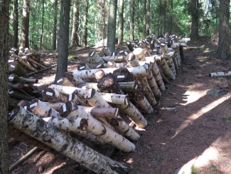 Shiitake growing on birch stacks