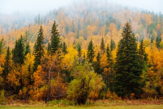 mixed autumn forest