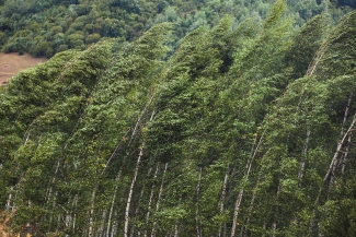 windy forest