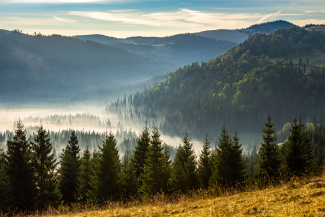 coniferous forest in foggy Romanian mountains at sunrise