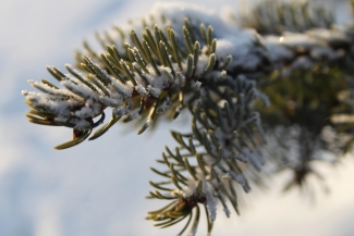 pine