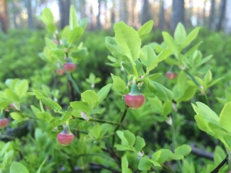 blueberry bushes