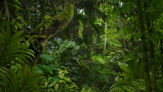 tropical forest