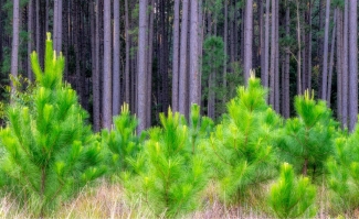 Planted forest