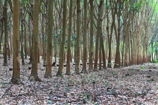 photo of rubber plantation in Thailand