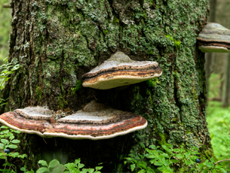 Fungi on tree