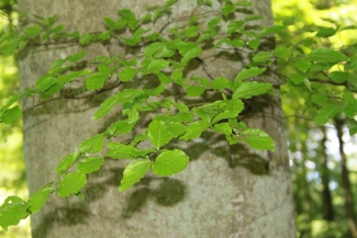 leaves in a tree trunk