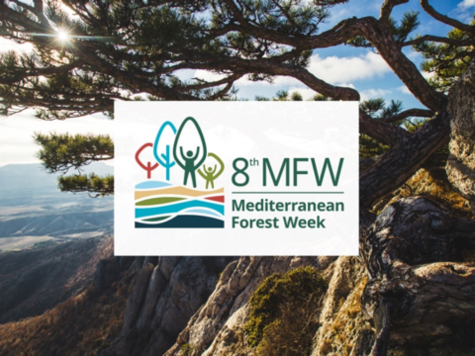 image for the 8th Mediterranean Forest week