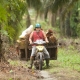 Palm oil worker riding a motorcycle