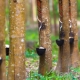 Rubber tree bowls filled with latex