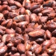 Cocoa beans