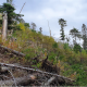 Photo: Successful forest restoration through natural regeneration after windstorm in 2014 and subsequent bark beetle outbreak in  Tatra mountains, Slovakia. Marcus Lindner/European Forest Institute.