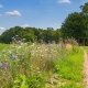 Nature-inclusive or circular and sustainable agriculture with wild flowers along potato field 