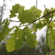 oak