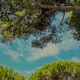 Status of Mediterranean Forests (SoMF 2025)