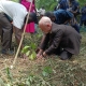 tree planting