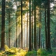 Silent Forest in spring with beautiful bright sun rays