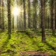  panoramic forest with the morning sun shining through the tree