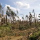 Photo of storm damage in a forest in Poland.