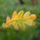 oak leaf