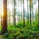 Beautiful sunrise in autumn forest