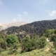 forest in lebanon