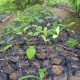 Photo of cocoa seedlings by Adeline Dontenville, EU REDD Facility