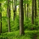 Green forest in Germany