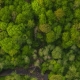 Drone view of summer forest from above with small spring