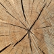 Cracked timber log with annual rings